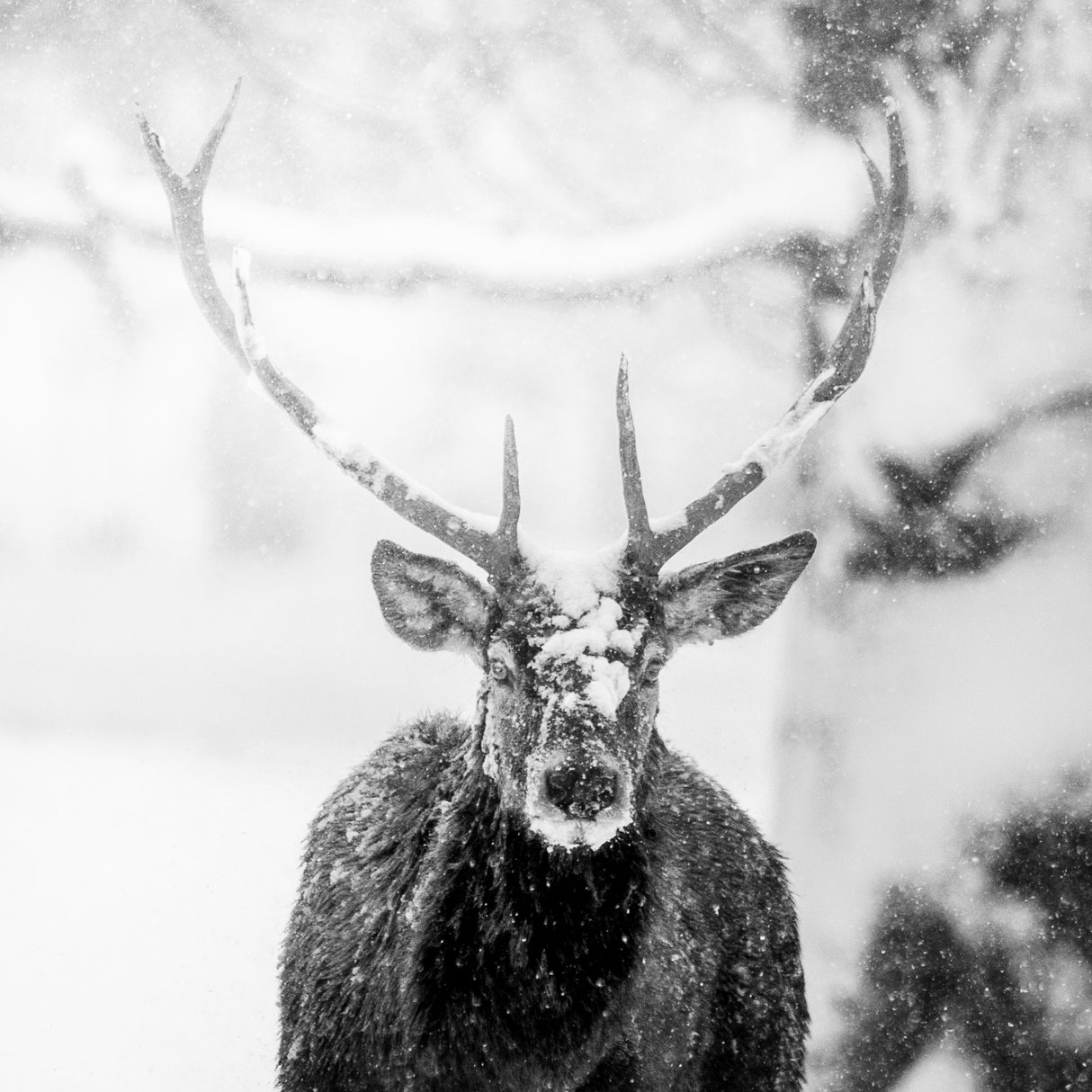 Male deer in heavy snow Poster och Canvastavla