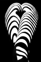 zebra ass 2 Poster och Canvastavla