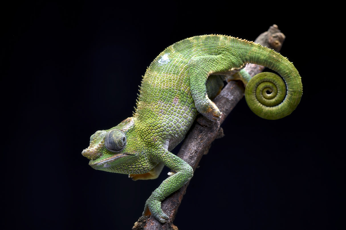 Fischer chameleon on black background Poster och Canvastavla