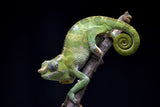 Fischer chameleon on black background Poster och Canvastavla
