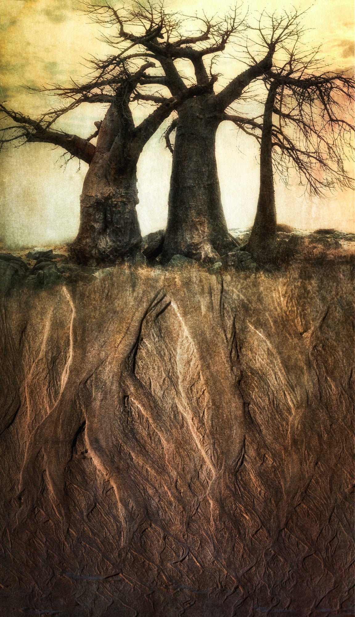 ‘…there was a tree, as old as me…’ Poster och Canvastavla