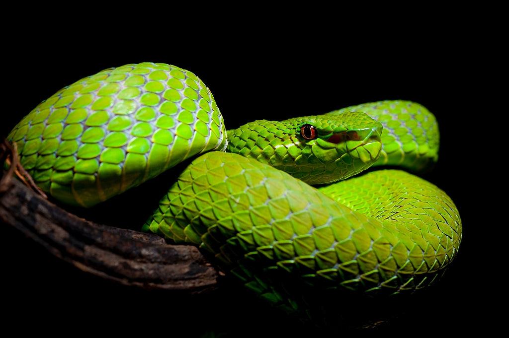 Trimeresurus popeiorum - Pope's Pit Viper Poster och Canvastavla