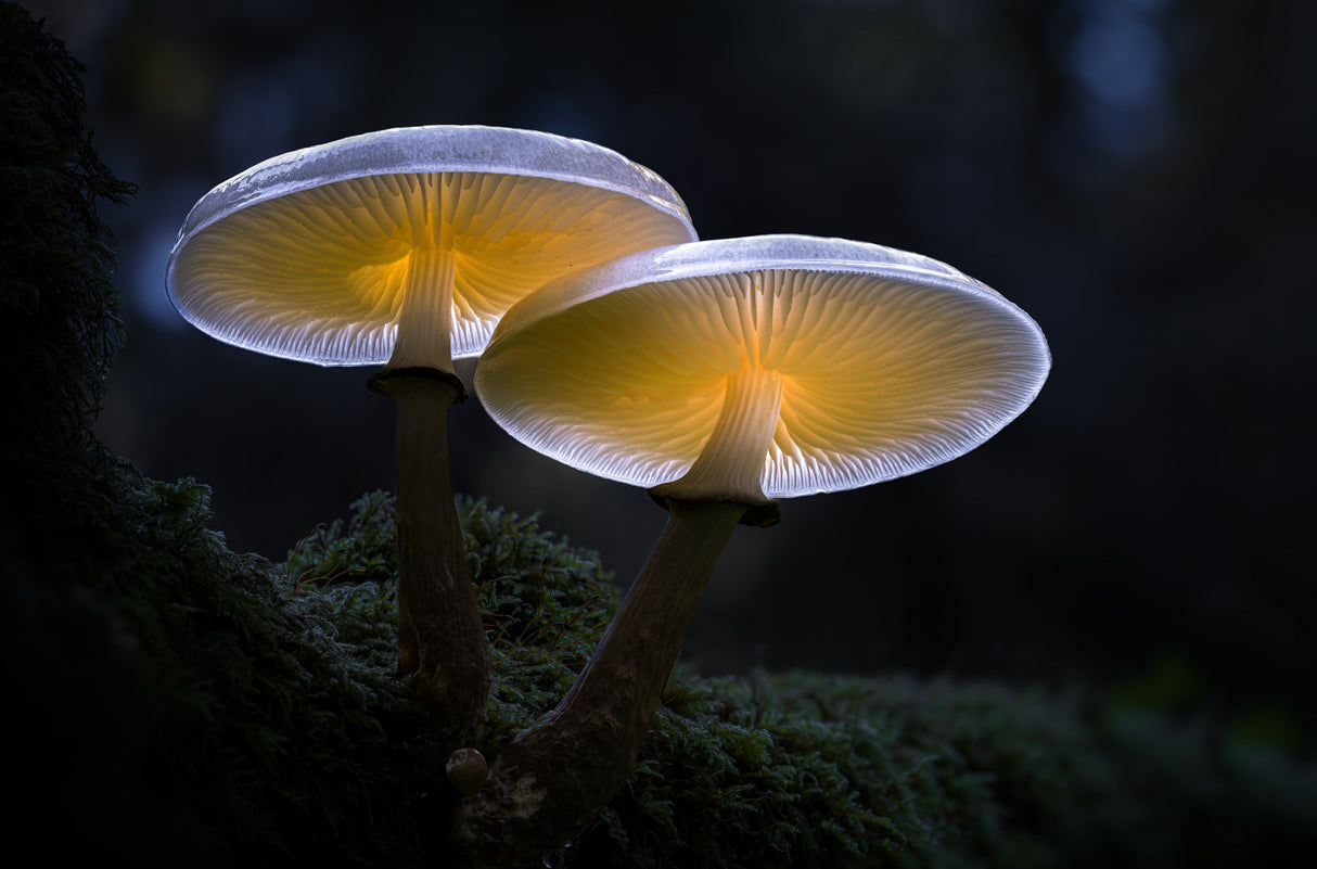Porcelain Mushroom Poster och Canvastavla