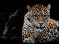 Mr and Mrs Jaguar - Panthera Onca Poster och Canvastavla