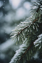 Winter Impressions No 4 Poster och Canvastavla