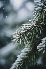Winter Impressions No 4 Poster och Canvastavla