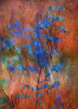 Colors Dance on Flowers Poster och Canvastavla