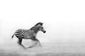 Zebra Run Poster och Canvastavla