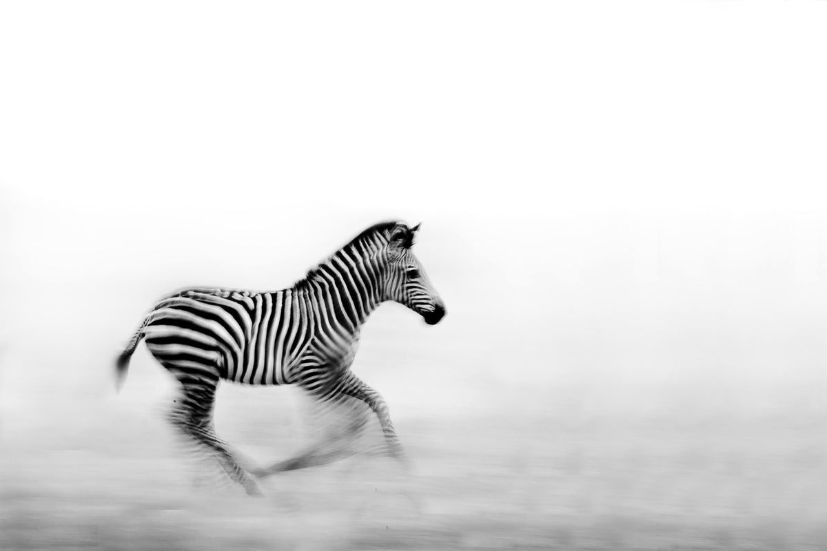 Zebra Run Poster och Canvastavla
