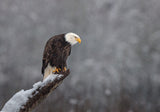 Snow on the Skagit Poster och Canvastavla