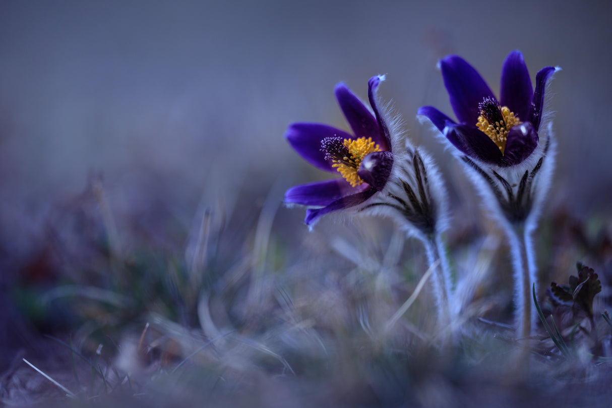 Pasque Flowers Poster och Canvastavla