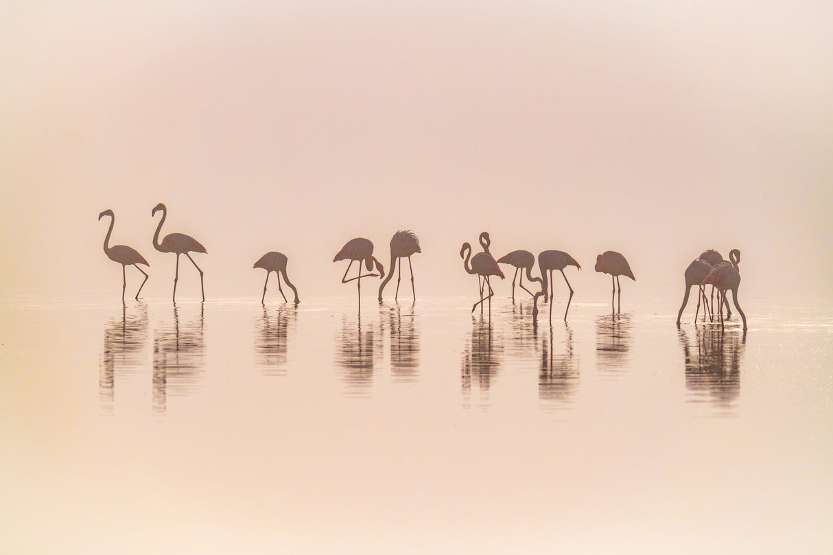 Flamingos in the mist Poster och Canvastavla