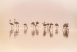 Flamingos in the mist Poster och Canvastavla