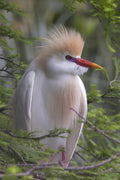 Plumage of the Cattle Egret Poster och Canvastavla
