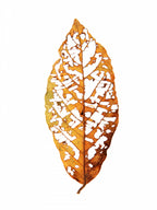Rainforst Leaf 01 Poster och Canvastavla