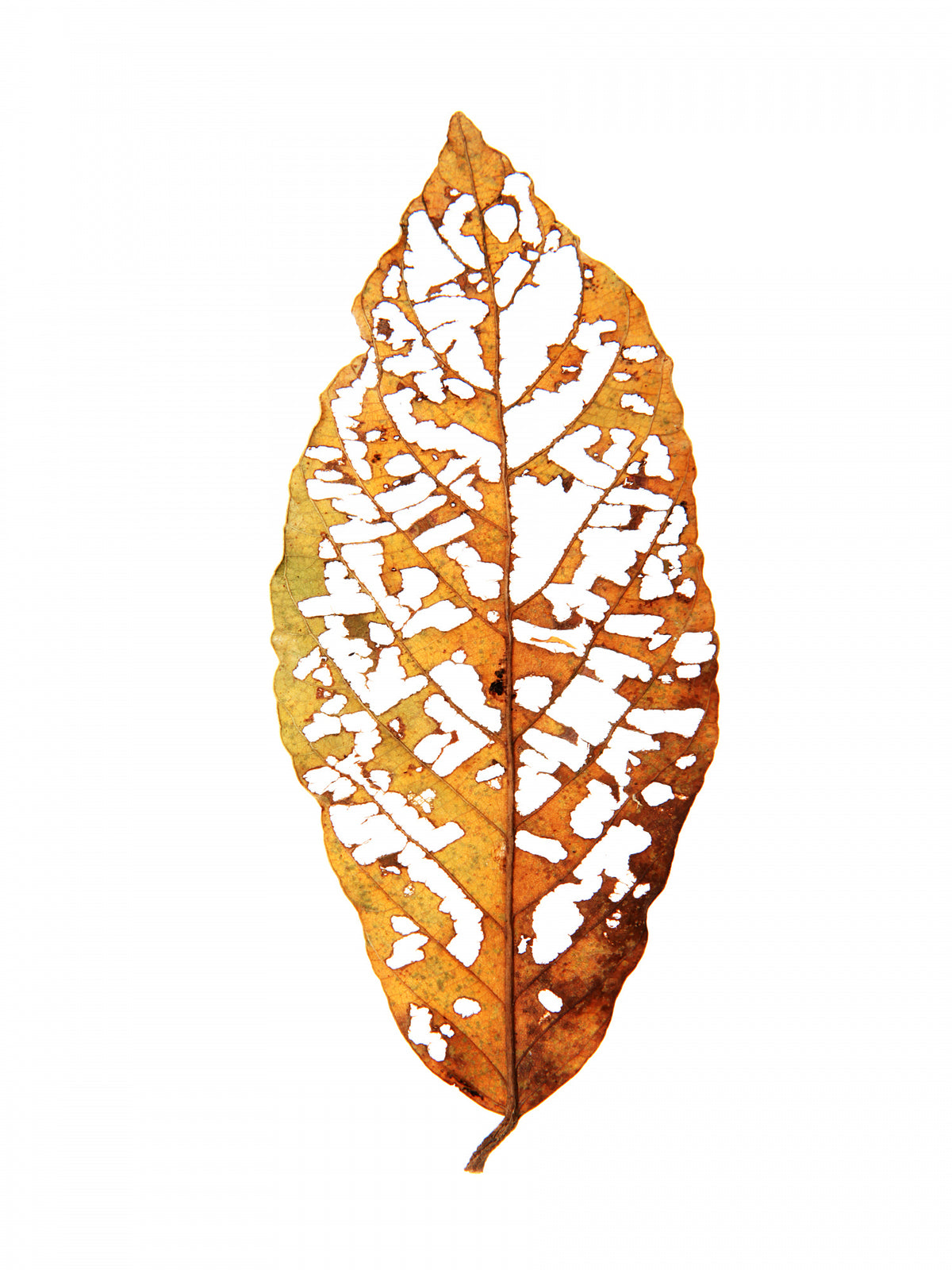 Rainforst Leaf 01 Poster och Canvastavla