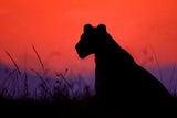 Lioness silhouette Poster och Canvastavla