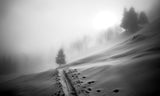 Path to the Tree Poster och Canvastavla