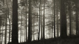 In the wood Poster och Canvastavla