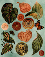 Terracotta Blues Botanical Poster och Canvastavla