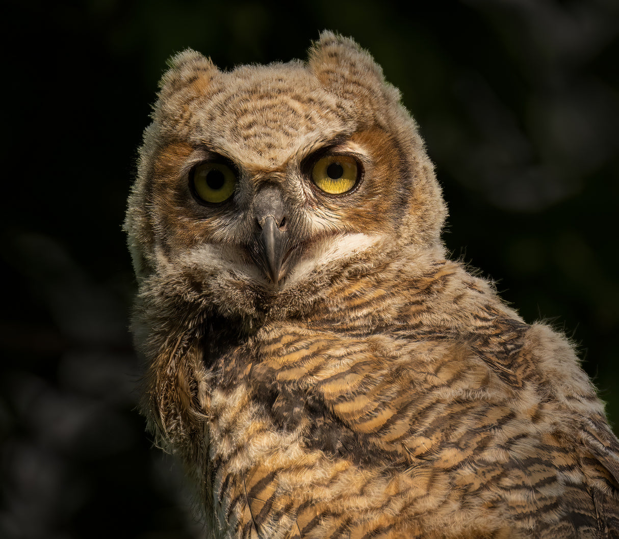 A Portrait of Great Horn Owlet Poster och Canvastavla