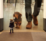 Love you, sweet 'little' dog! Poster och Canvastavla