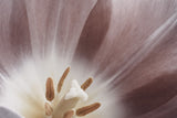 Pink Macro Flower Photo Poster och Canvastavla