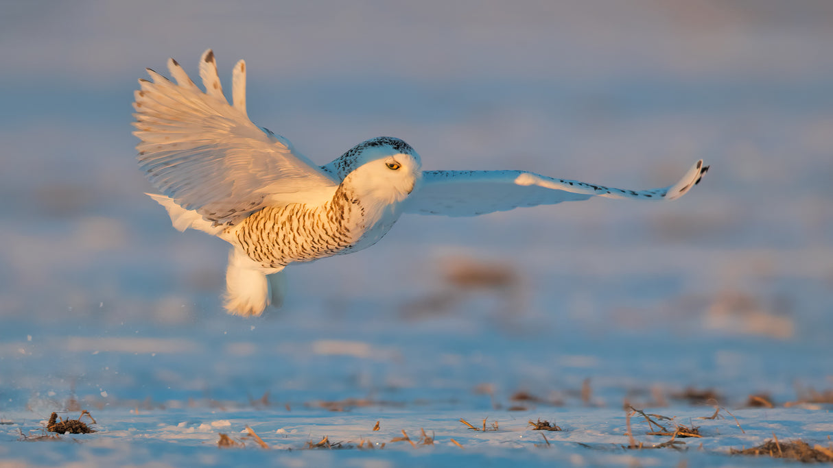Snowy Owl Poster och Canvastavla