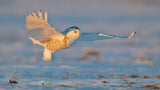 Snowy Owl Poster och Canvastavla