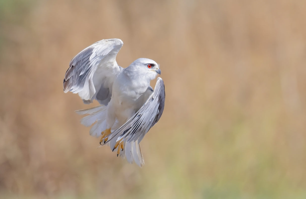 Black Winged Kite profile fly Poster och Canvastavla
