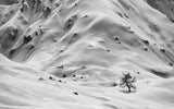 winter world Poster och Canvastavla