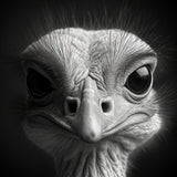 Ostrich 3 Poster och Canvastavla