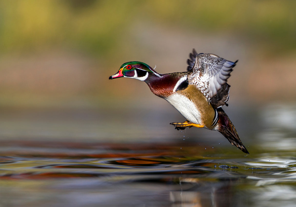 iHop, Wood Duck, Aix sponsa Poster och Canvastavla