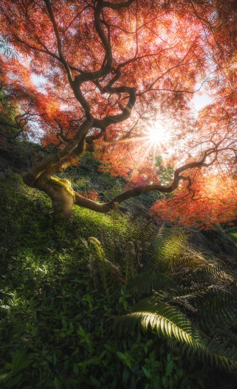 Autumn Glow Poster och Canvastavla