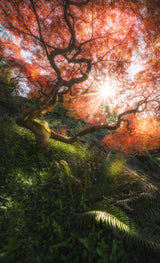 Autumn Glow Poster och Canvastavla