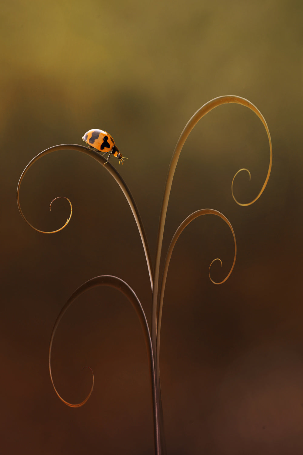 Ladybug Poster och Canvastavla