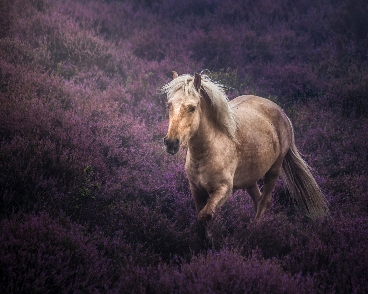 Untamed Beauty Poster och Canvastavla