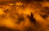 cowboy Poster och Canvastavla