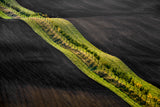 Moravian fields Poster och Canvastavla