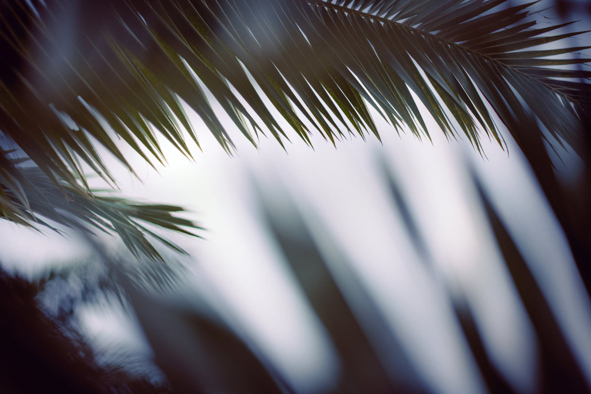 Palm Branches Poster och Canvastavla