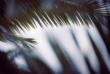 Palm Branches Poster och Canvastavla