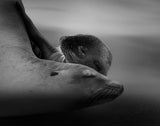 Sea Lion Pup with the Mother Poster och Canvastavla