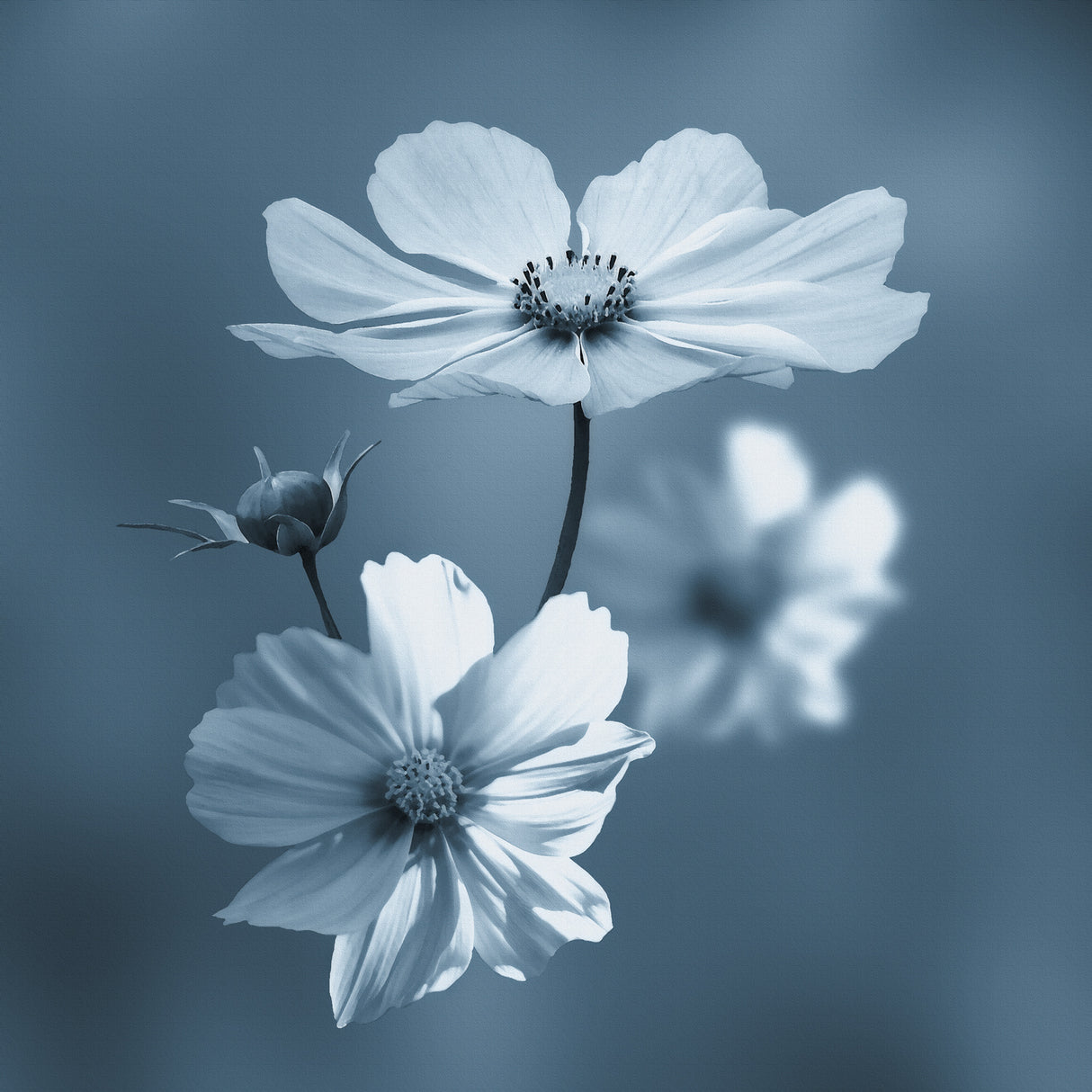 Blue summer... Poster och Canvastavla