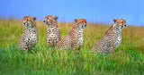 Looking for prey everywhere Poster och Canvastavla