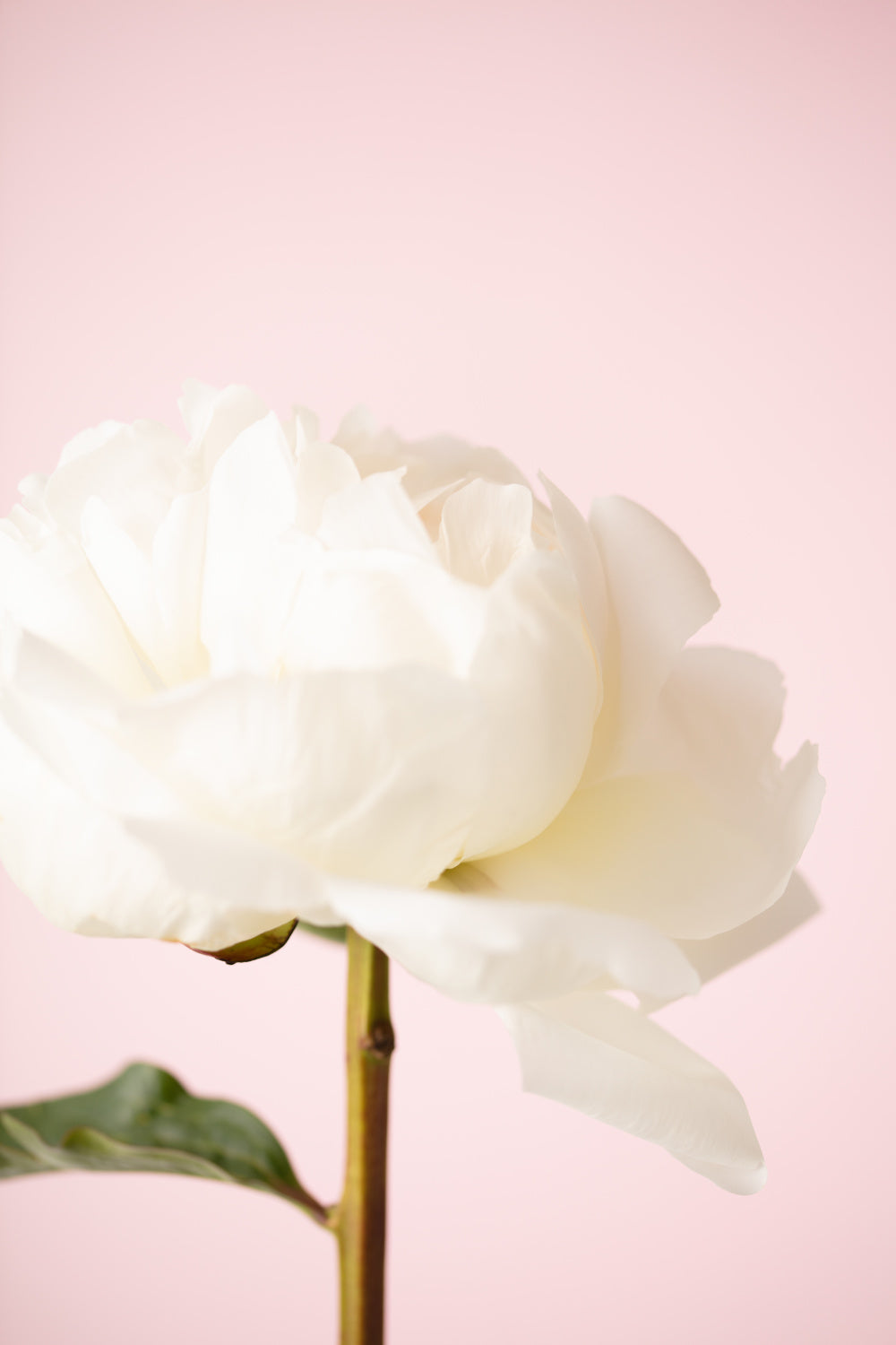 Peony_12 Poster och Canvastavla