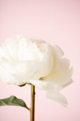 Peony_12 Poster och Canvastavla