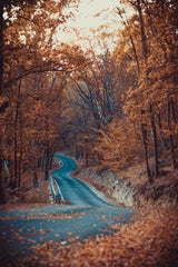 Road in forest autumn beautiful colors Poster och Canvastavla
