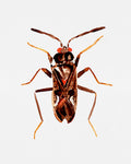 Dirt-colored seed bug or Rhyparochromus vulgaris Poster och Canvastavla