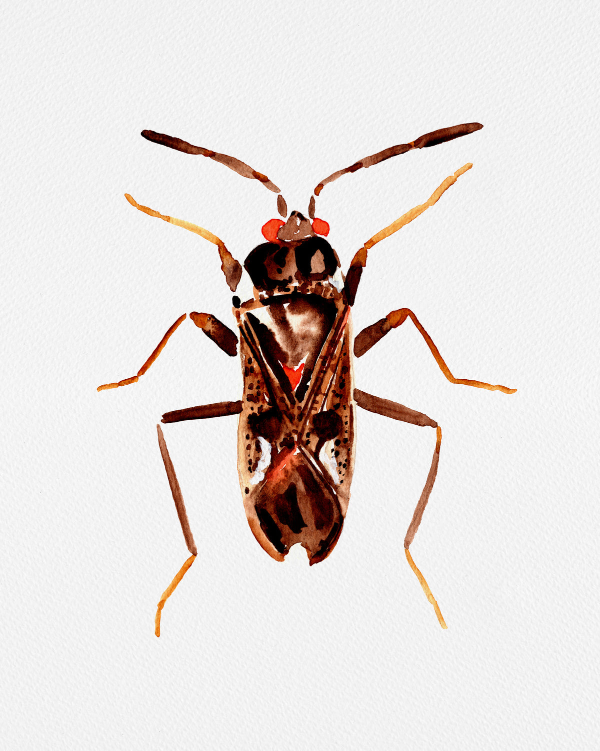 Dirt-colored seed bug or Rhyparochromus vulgaris Poster och Canvastavla