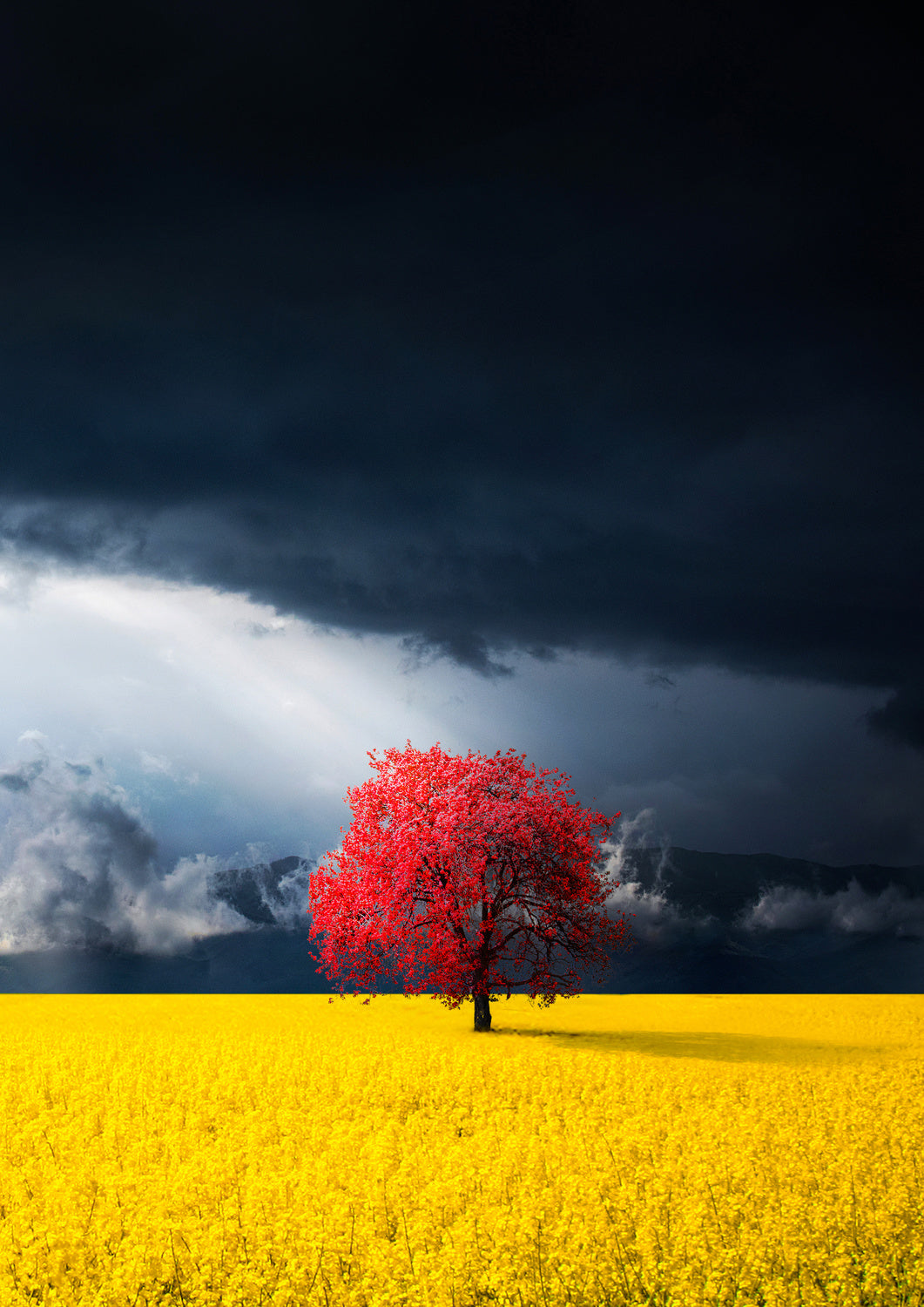 Red tree Poster och Canvastavla